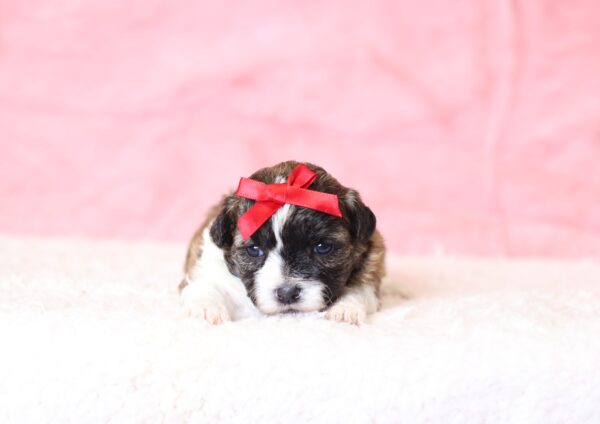 0415aa-Nikki-Teddy-Bear-Puppy-The-Puppy-Lodge-scaled.jpg