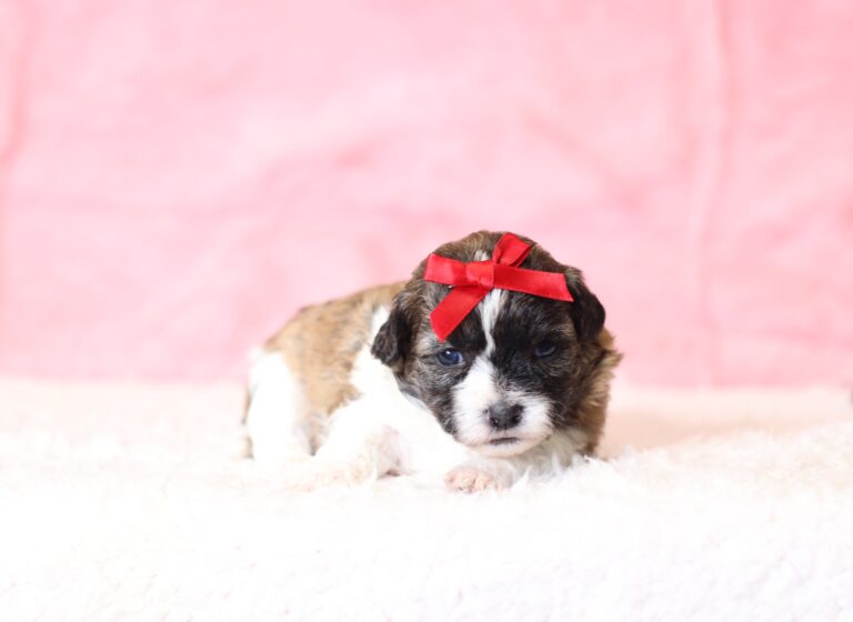 0415aaa Nikki -Teddy Bear Puppy -The Puppy Lodge.JPG