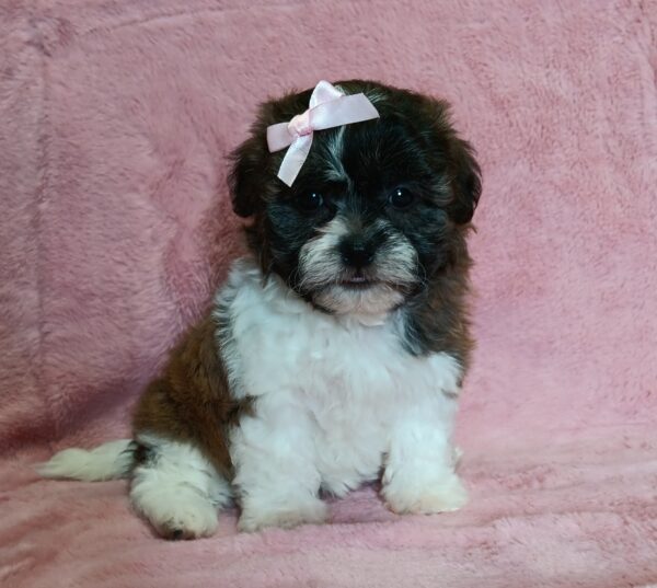 0415cNikki-Teddy-Bear-Puppy-The-Puppy-Lodg.jpg