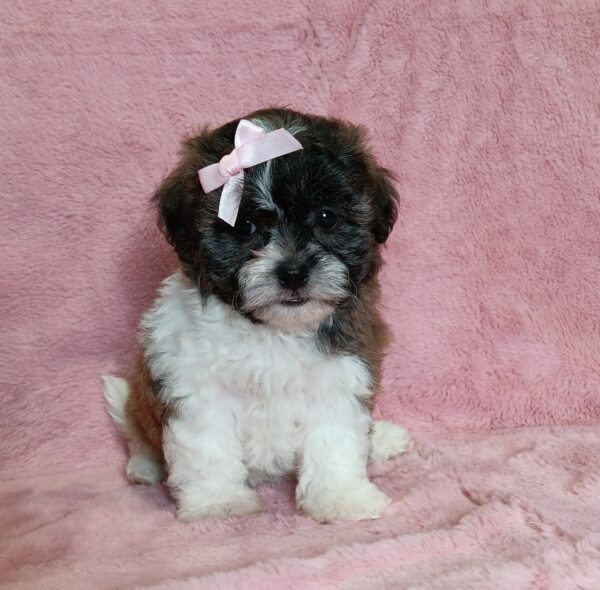 0415ccNikki-Teddy-Bear-Puppy-The-Puppy-Lodg.jpg