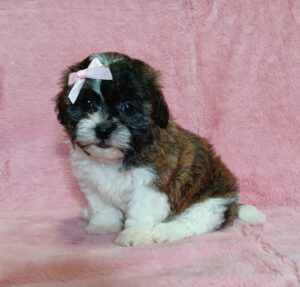 0415cccNikki-Teddy-Bear-Puppy-The-Puppy-Lodg.jpg