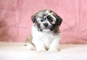 0424b-Minnie-Teddy-Bear-Puppy-The-Puppy-Lodge-scaled.jpg