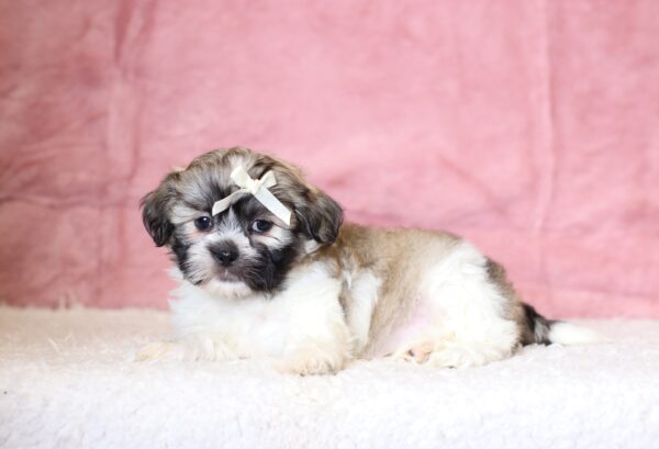 0424bbMinnie-Teddy-Bear-Puppy-The-Puppy-Lodge-scaled.jpg