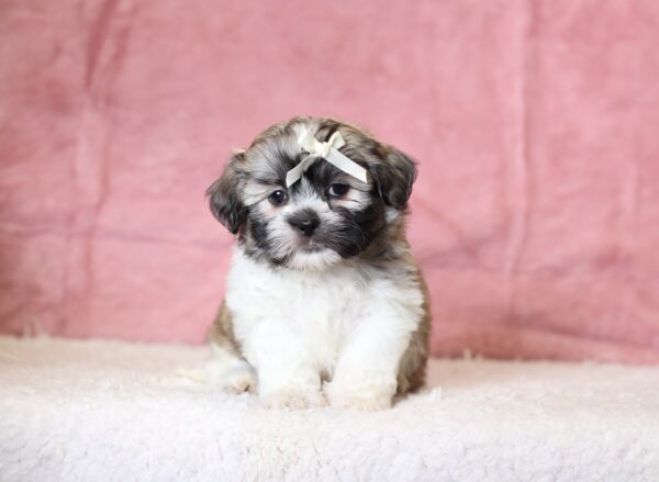 0424bbbMinnie-Teddy-Bear-Puppy-The-Puppy-Lodge-scaled.jpg