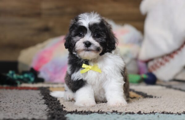 0425pNoah-Teddy-Bear-Puppy-The-Puppy-Lodge-scaled.jpg