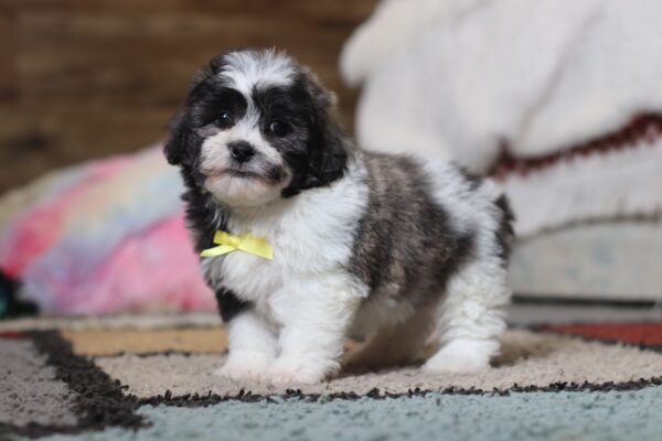 0425ppNoah-Teddy-Bear-Puppy-The-Puppy-Lodge-scaled.jpg