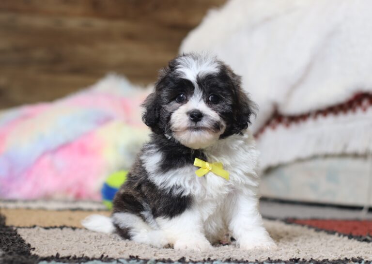 0425pppNoah-Teddy-Bear-Puppy-The-Puppy-Lodge-scaled.jpg