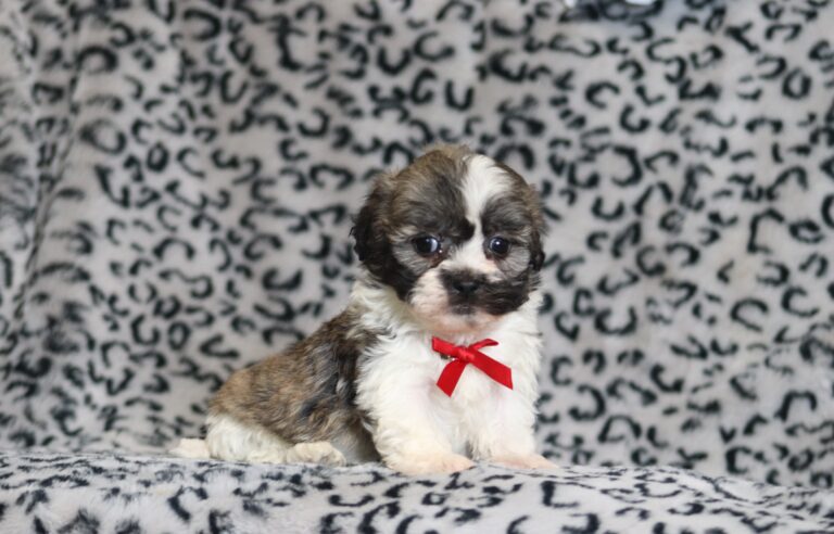 0427bbbNate -Teddy Bear Puppy -The Puppy Lodge.JPG