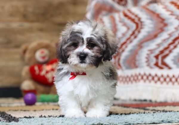 0427dNate-Teddy-Bear-Puppy-The-Puppy-Lodge-scaled.jpg