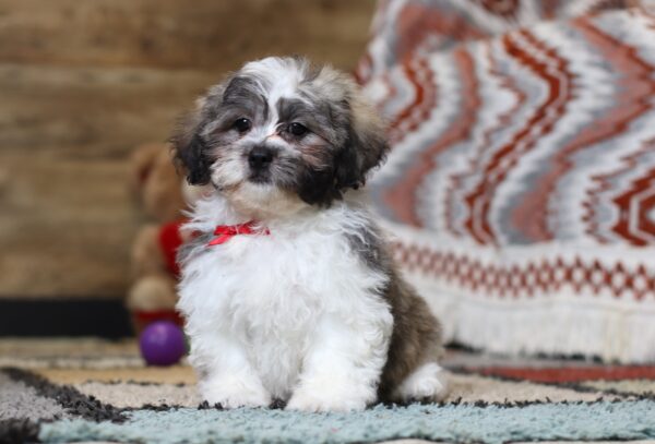 0427ddNate-Teddy-Bear-Puppy-The-Puppy-Lodge-scaled.jpg