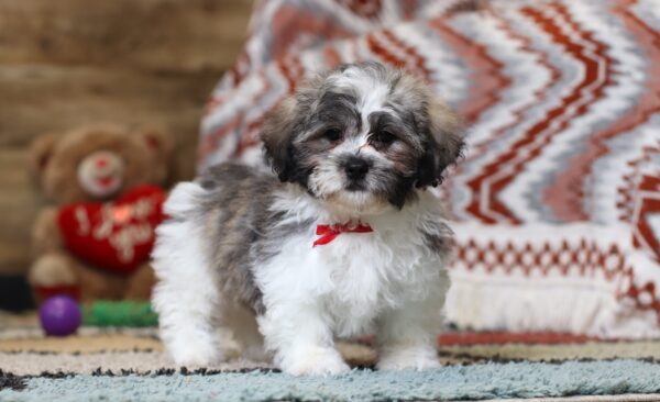 0427dddNate -Teddy Bear Puppy -The Puppy Lodge.JPG