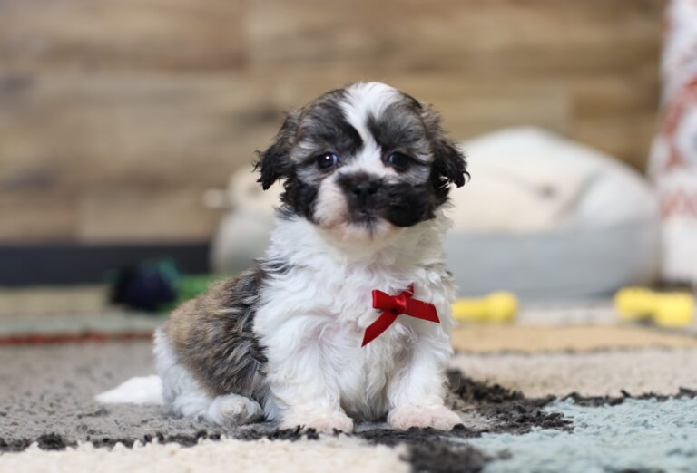 0427pNate-Teddy-Bear-Puppy-The-Puppy-Lodge-scaled.jpg