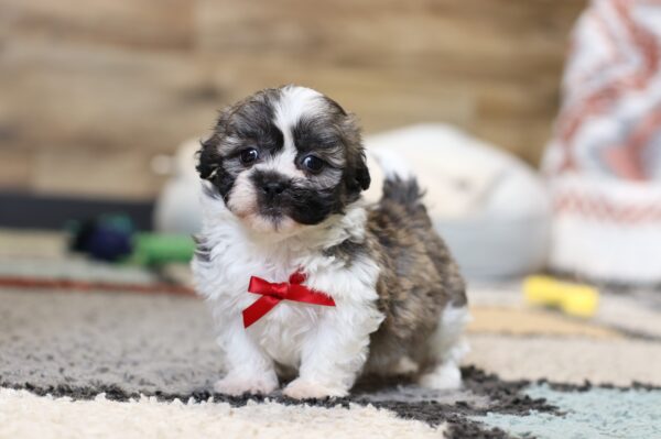 0427ppNate-Teddy-Bear-Puppy-The-Puppy-Lodge-scaled.jpg