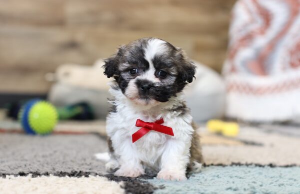 0427pppNate -Teddy Bear Puppy -The Puppy Lodge.JPG