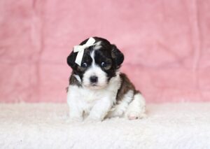 0428a-Natalie-Teddy-Bear-Puppy-The-Puppy-Lodge-scaled.jpg