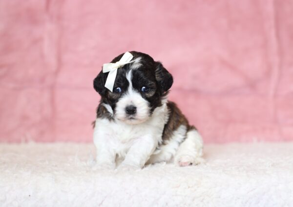0428a-Natalie-Teddy-Bear-Puppy-The-Puppy-Lodge-scaled.jpg