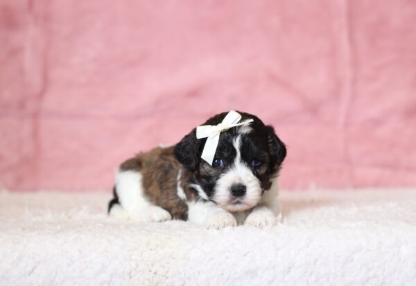 0428aa-Natalie-Teddy-Bear-Puppy-The-Puppy-Lodge-scaled.jpg