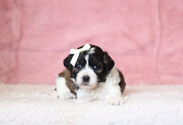 0428aaa-Natalie-Teddy-Bear-Puppy-The-Puppy-Lodge-scaled.jpg