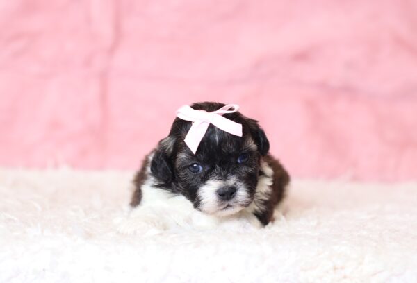 0429a-Nancy-Teddy-Bear-Puppy-The-Puppy-Lodge-scaled.jpg