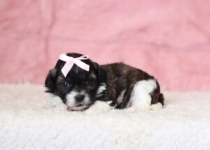 0429aaNancy-Teddy-Bear-Puppy-The-Puppy-Lodge-scaled.jpg