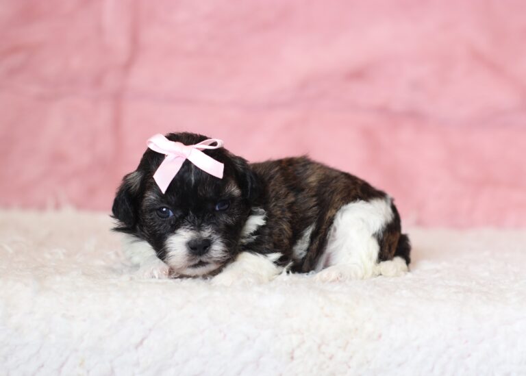 0429aaNancy-Teddy-Bear-Puppy-The-Puppy-Lodge-scaled.jpg