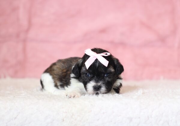 0429aaaNancy-Teddy-Bear-Puppy-The-Puppy-Lodge-scaled.jpg