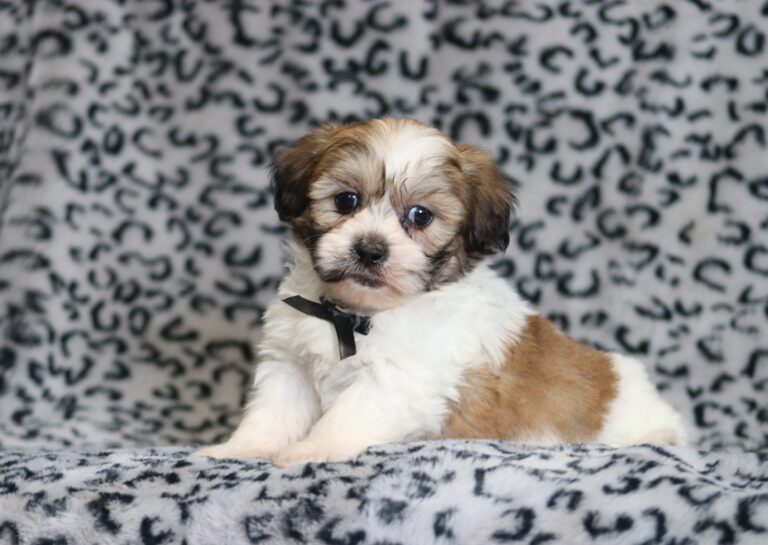 0430bNate-Teddy-Bear-Puppy-The-Puppy-Lodge-scaled.jpg