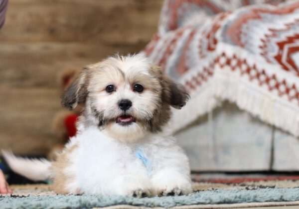 0430dNitro-Teddy-Bear-Puppy-The-Puppy-Lodge-scaled.jpg