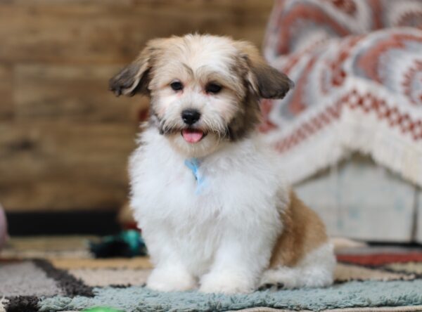 0430ddNitro-Teddy-Bear-Puppy-The-Puppy-Lodge-scaled.jpg