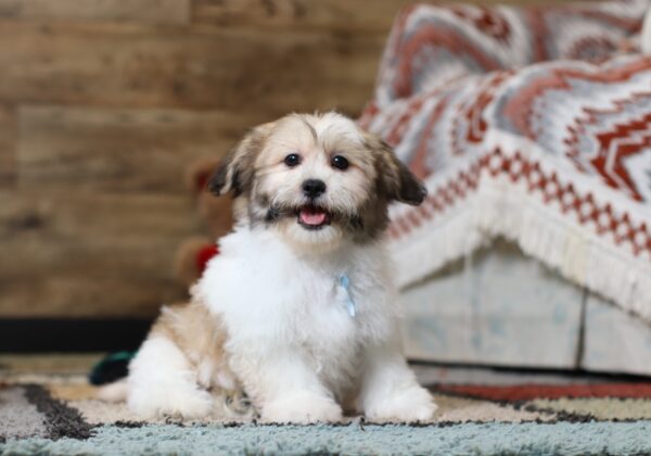0430dddNitro-Teddy-Bear-Puppy-The-Puppy-Lodge-scaled.jpg