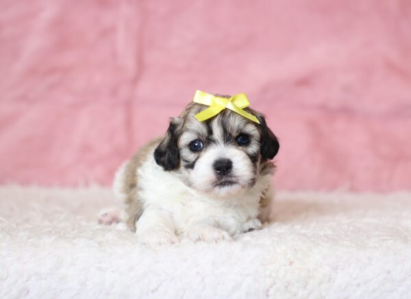 0436a-Nadine-teddy-bear-puppy-The-Puppy-Lodge-scaled.jpg