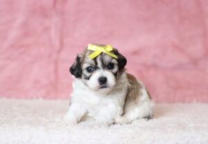 0436aa-Nadine-teddy-bear-puppy-The-Puppy-Lodge-scaled.jpg