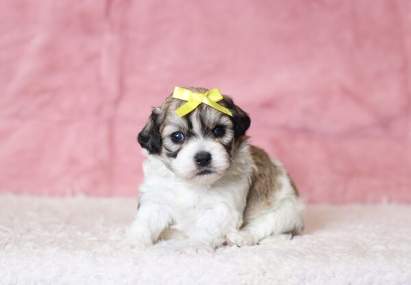 0436aa-Nadine-teddy-bear-puppy-The-Puppy-Lodge-scaled.jpg