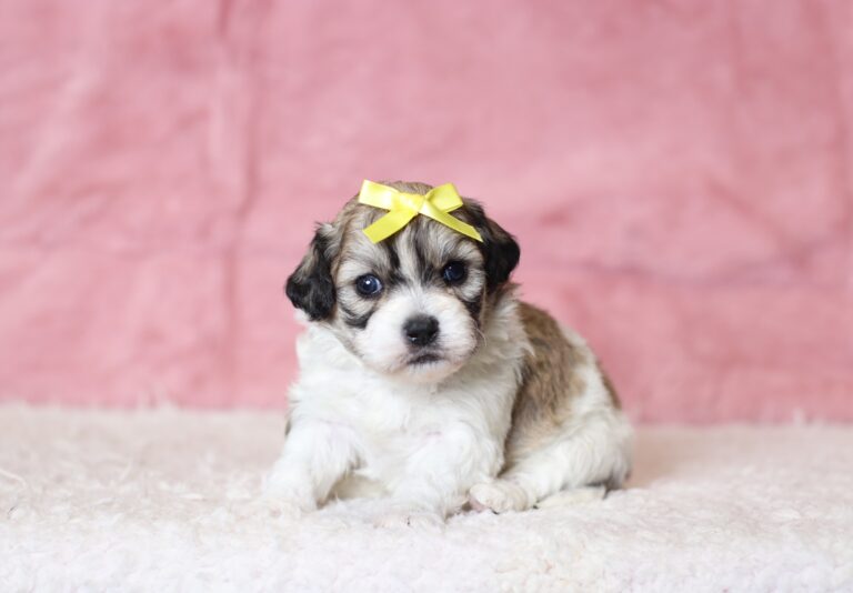 0436aa-Nadine-teddy-bear-puppy-The-Puppy-Lodge-scaled.jpg