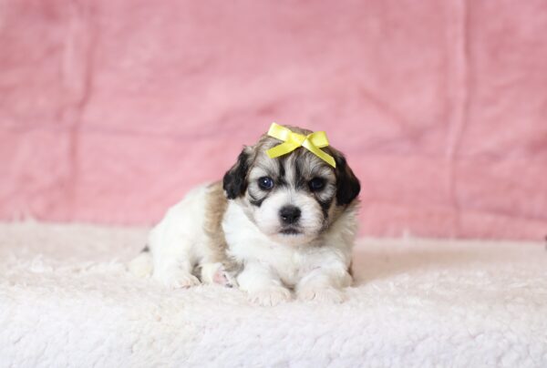 0436aaa Nadine-teddy bear puppy-The Puppy Lodge.JPG