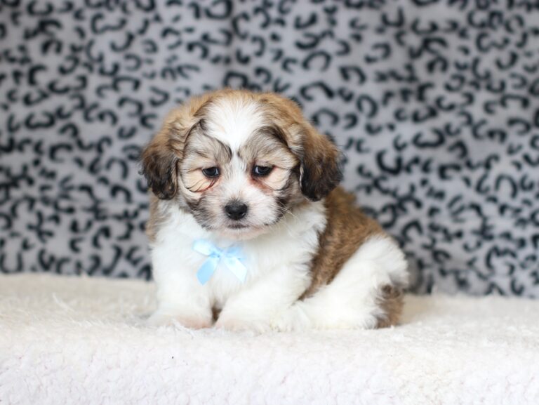 0439bMike-Teddy-Bear-Puppy-The-Puppy-Lodge-scaled.jpg
