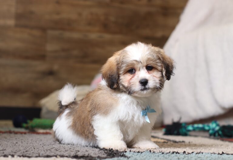 0439qMike-Teddy-Bear-Puppy-The-Puppy-Lodge-scaled.jpg