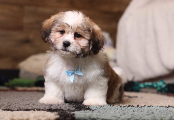 0439qqMike-Teddy-Bear-Puppy-The-Puppy-Lodge-scaled.jpg