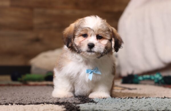 0439qqqMike -Teddy Bear Puppy -The Puppy Lodge.JPG