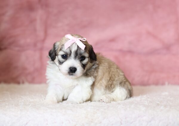 0441a-Nora-Teddy-Bear-Puppy-The-Puppy-Lodge-scaled.jpg