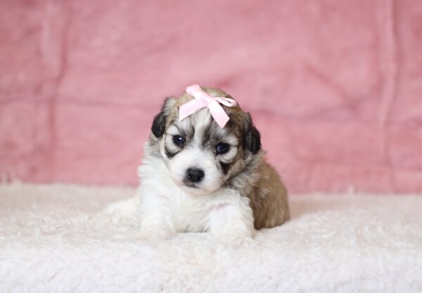 0441aa-Nora-Teddy-Bear-Puppy-The-Puppy-Lodge-scaled.jpg