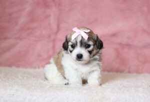0441aaa Nora Teddy Bear Puppy-The Puppy Lodge.JPG