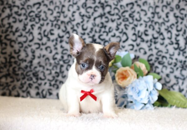 0442b-Benji-Fluffy-French-Bulldog-The-Puppy-Lodge-scaled.jpg