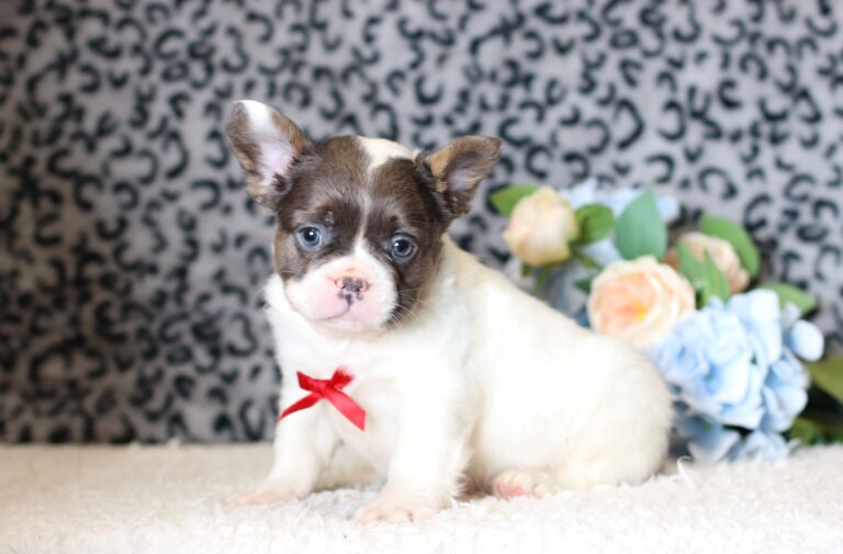 0442bb-Benji-Fluffy-French-Bulldog-The-Puppy-Lodge-scaled.jpg