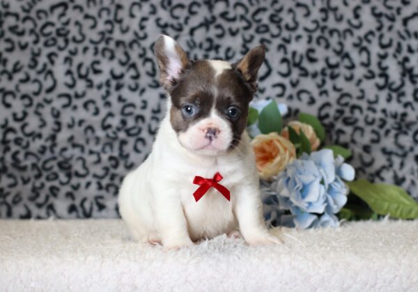 0442bbb-Benji-Fluffy-French-Bulldog-The-Puppy-Lodge.JPG
