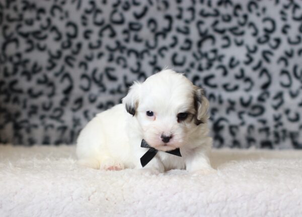0443aa-Seth-Teddy-Bear-Puppy-The-Puppy-Lodge-scaled.jpg