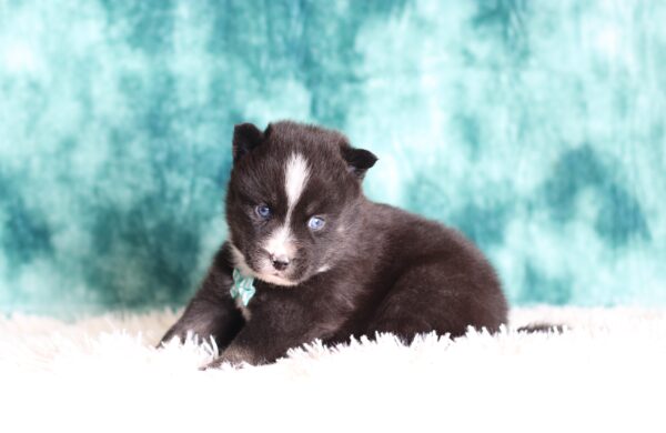 5702a Luke pomsky puppy -The Puppy Lodge.JPG