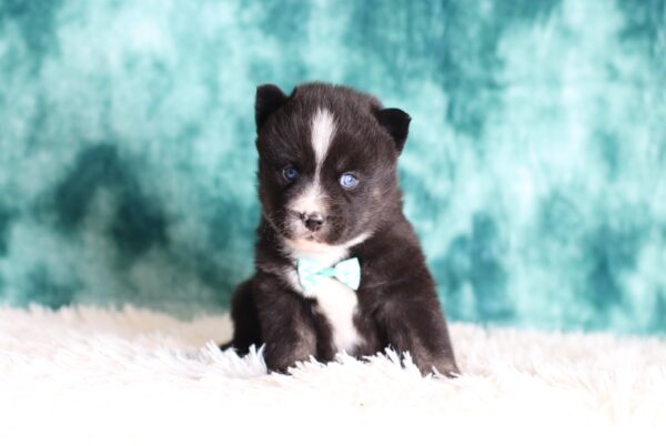 5702aa-Luke-pomsky-puppy-The-Puppy-Lodge-scaled.jpg