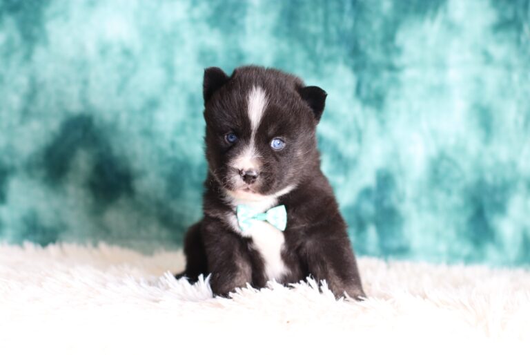 5702aa-Luke-pomsky-puppy-The-Puppy-Lodge-scaled.jpg