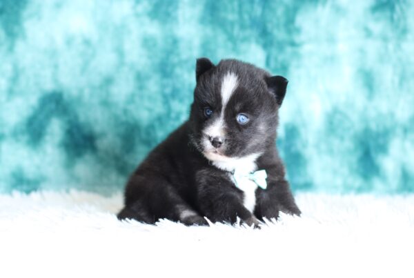5702aaa-Luke-pomsky-puppy-The-Puppy-Lodge-scaled.jpg